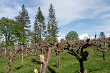 Orchard and Vineyard